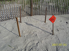 Nest #44 Near the Sand Fence