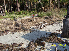 Nest #47 Back in the Wrack