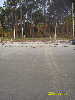 Nest #51 Nice Crawl on Hard Sand