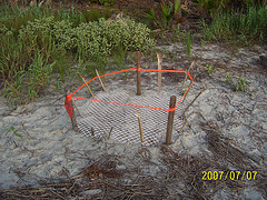 Nest #53 Well Done