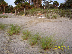 Nest #56 Behind Our Sea Oat Plants