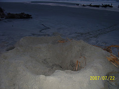 Nest #59 Here It Is
