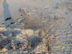 Nest #61 As We Found It