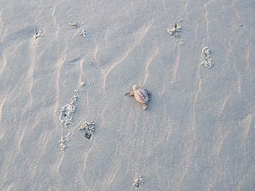 Hatchlings