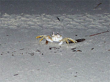 ghost crab