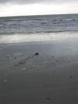 Hatchling to the Sea