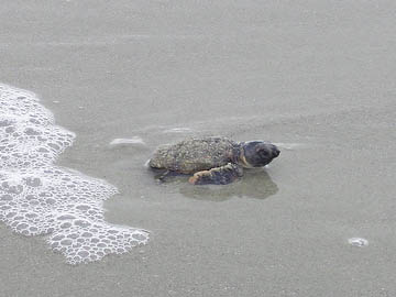 baby turtles