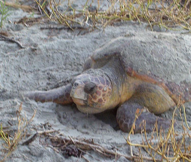 turtle nesting