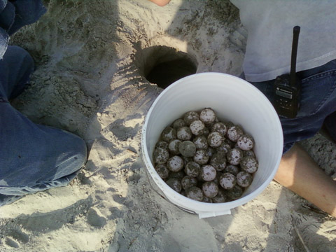 nest 7 eggs
