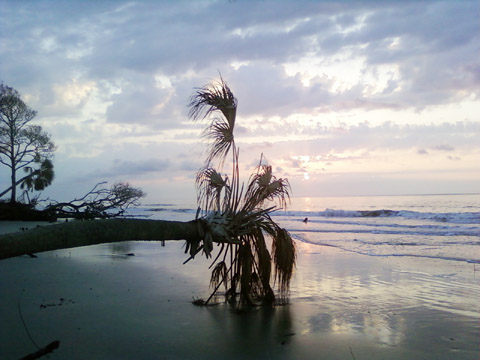 sunrise and horizontal palm