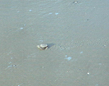 They are Hatching!