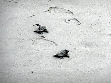 baby turtles