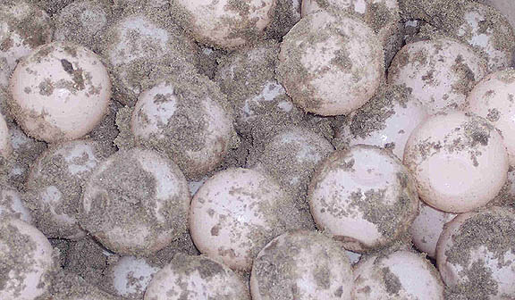 Closeu[ of Eggs