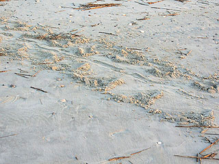 Nest #7 The Tracks