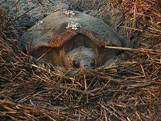 Nest #7 Momma Laying