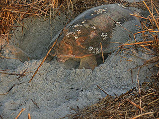 Nest #7 Rear View