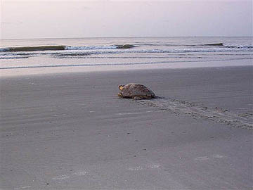 turtle returning to the sea