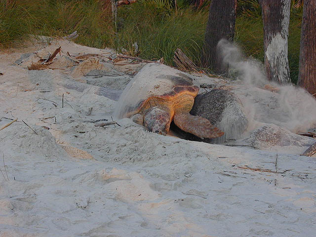 turtle digging